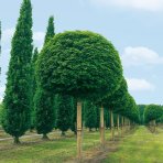 Javor mliečny (Acer platanoides) ‘GLOBOSUM’ - výška 120-130 cm, kont. C5L - NA KMIENKU
